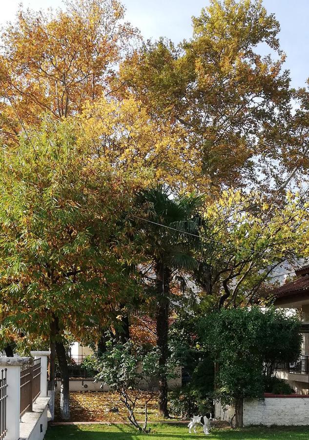 הוילה Polikarpi "The Plane Trees" מראה חיצוני תמונה